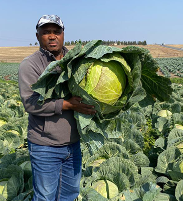 Cabbage Farmer in Kenya