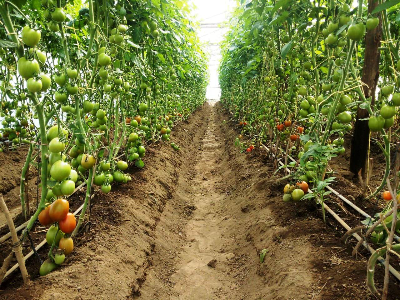 Farming with IOT in africa